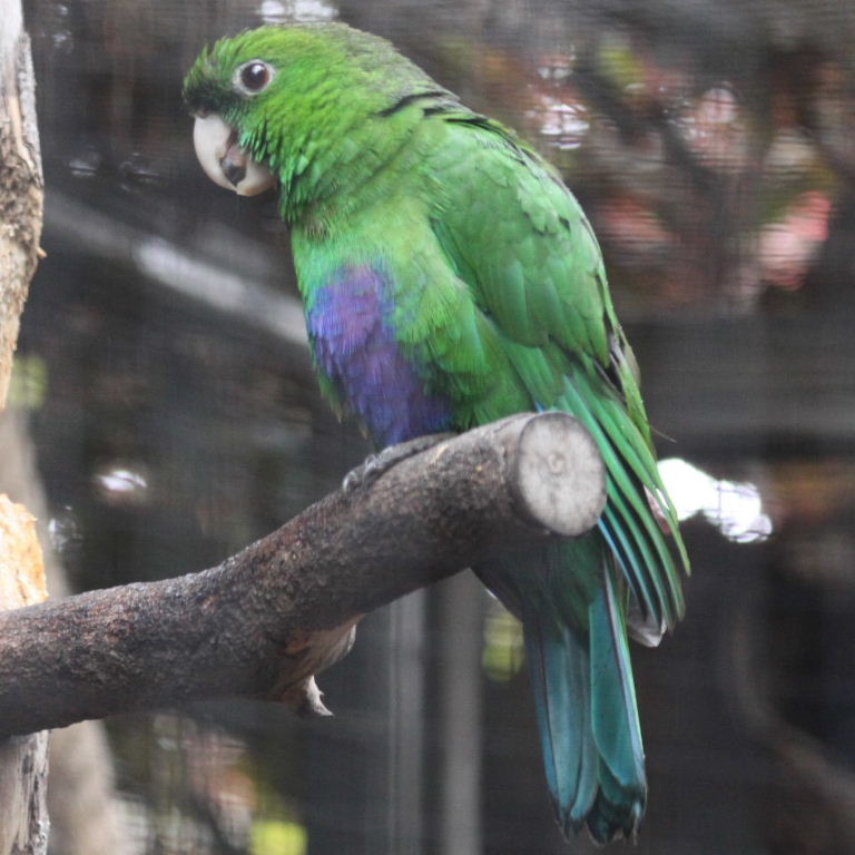 Purple-bellied Parrot