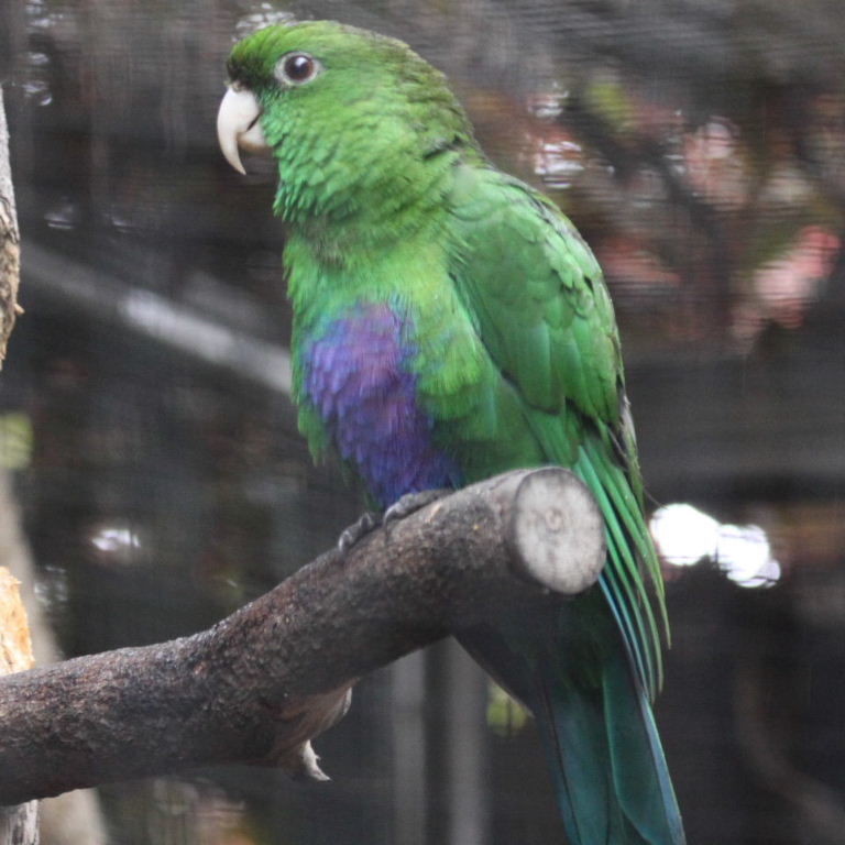 Purple-bellied male