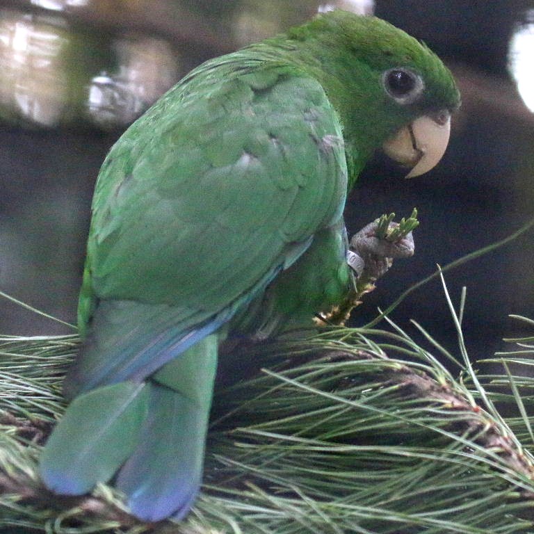 Purple-bellied female