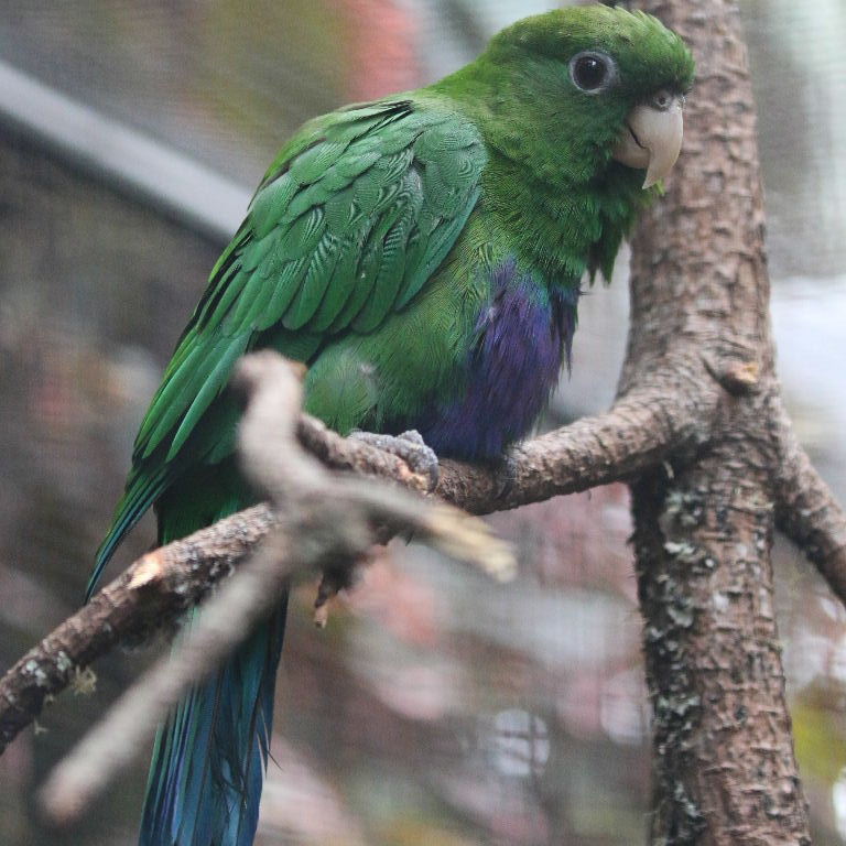 Purple-bellied parrot