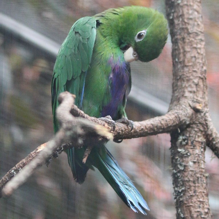 Purple-bellied male