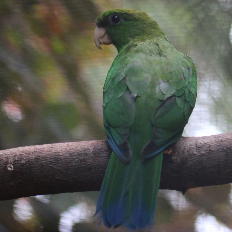 Purple-bellied parrot