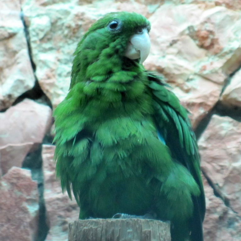 Purple-bellied female