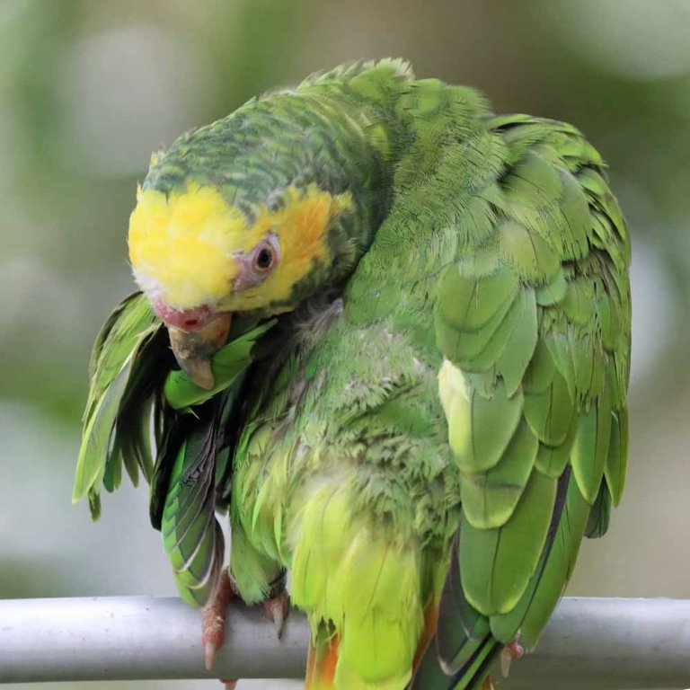 Yellow-faced Parrot