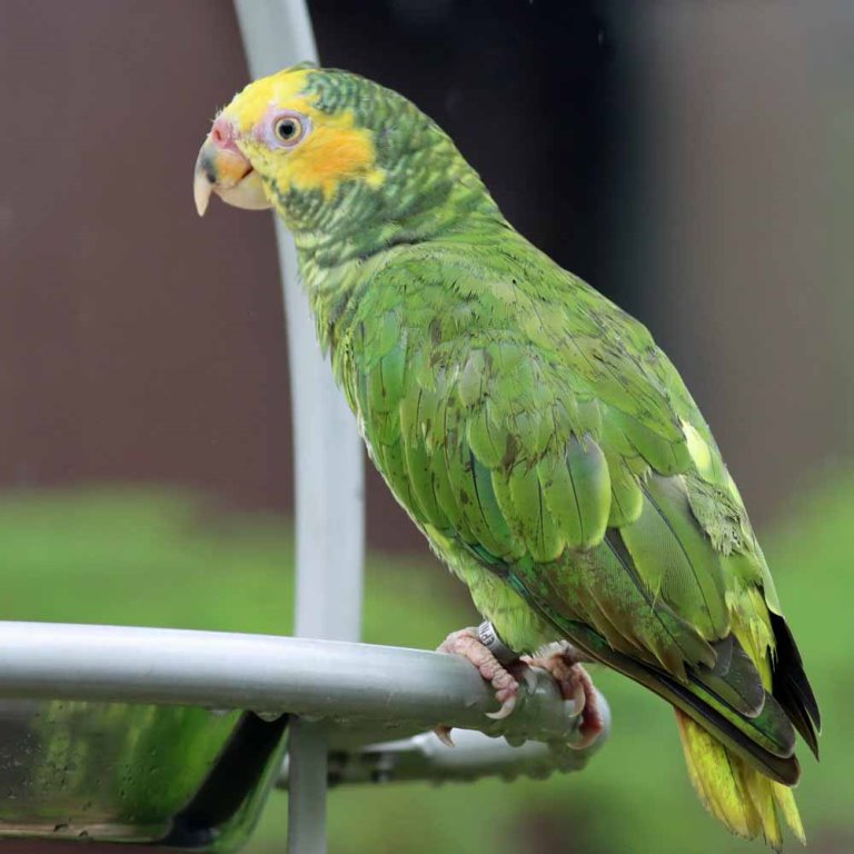 Yellow-faced Parrot