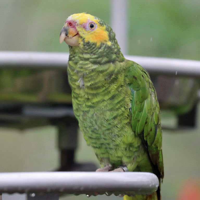 Yellow-faced Parrot