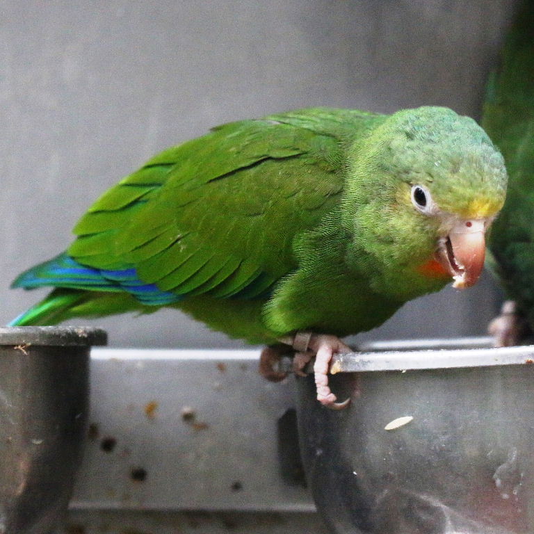 Cobalt-winged Parakeet