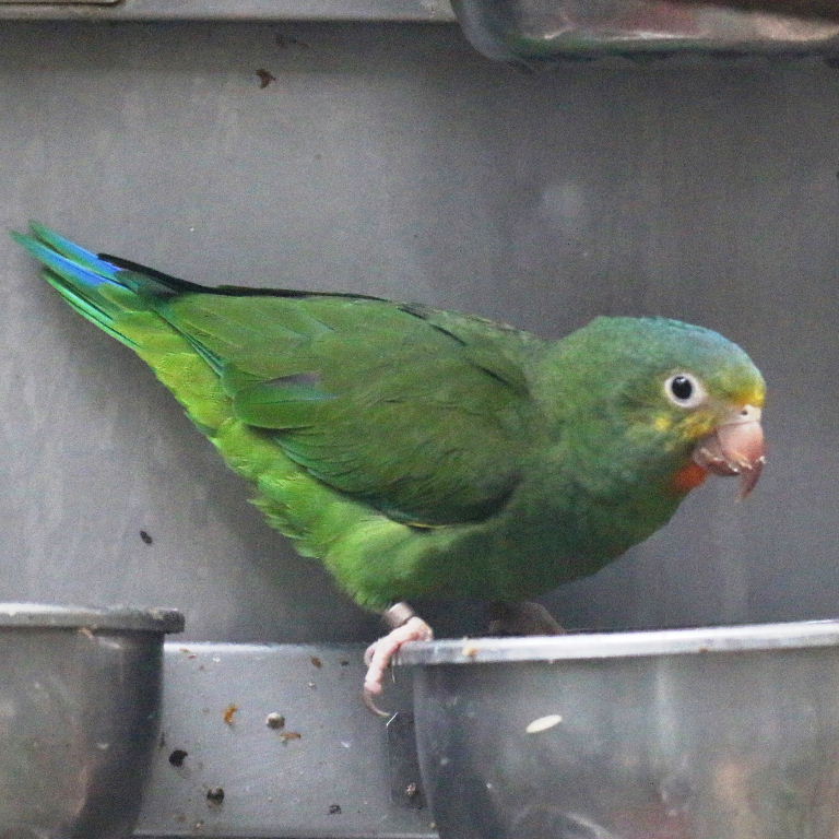 Cobalt-winged Parakeet