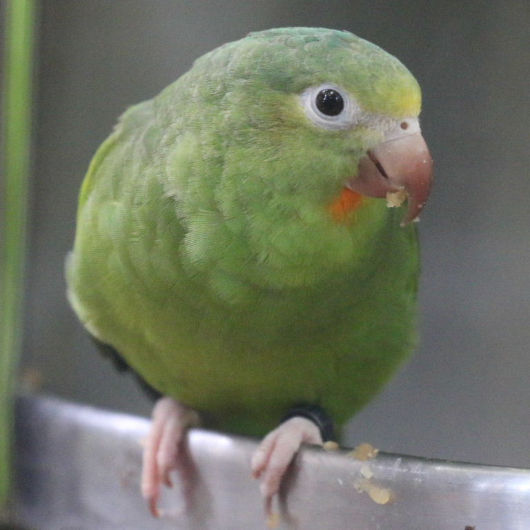 Cobalt-winged Parakeet