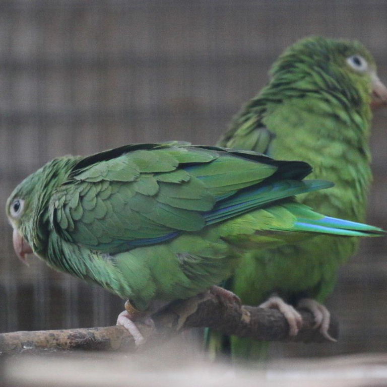 Cobalt-winged Parakeet