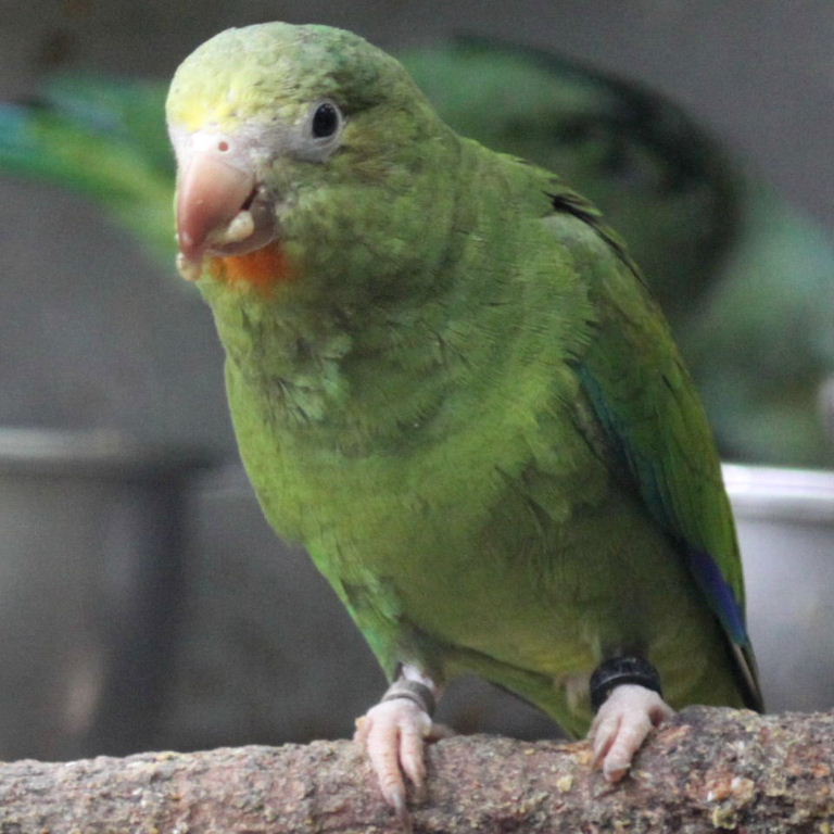 Cobalt-winged Parakeet