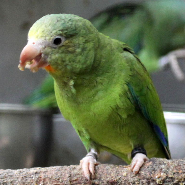 Cobalt-winged Parakeet