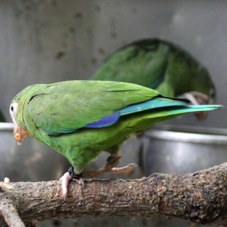 Cobalt-winged Parakeet