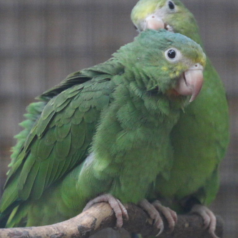 Cobalt-winged Parakeet