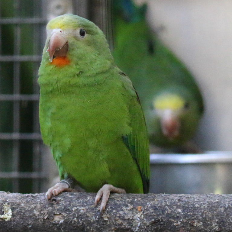 Cobalt-winged Parakeet