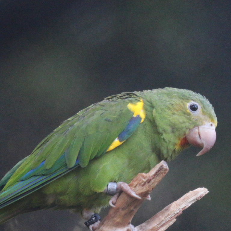 Gustav's Cobalt-winged Parakeet