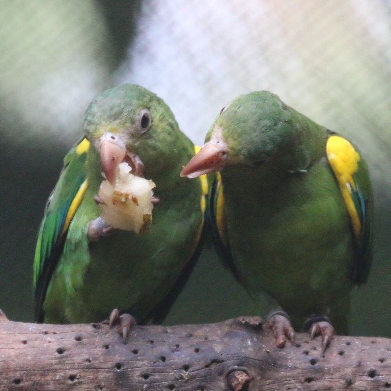 Gustav's Cobalt-winged Parakeet