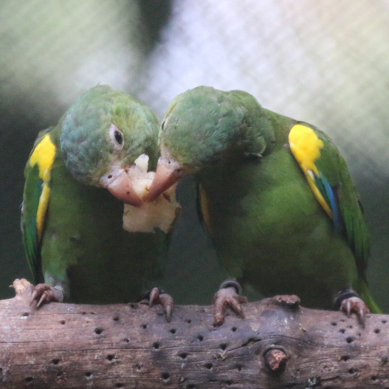 Gustav's Cobalt-winged Parakeet