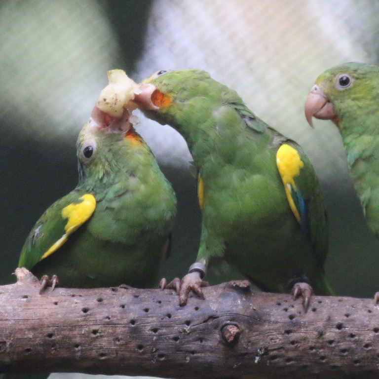 Gustav's Cobalt-winged Parakeet