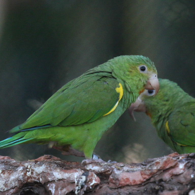 Gustav's Cobalt-winged Parakeet