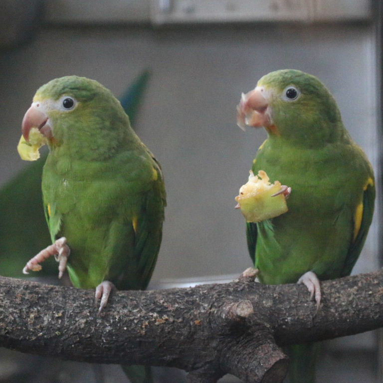 Gustav's Cobalt-winged Parakeet