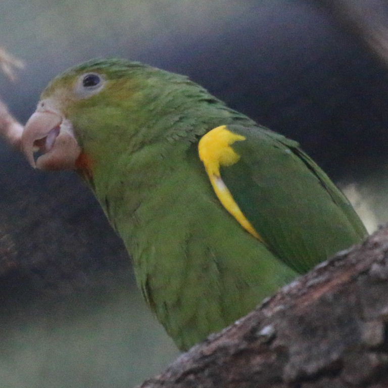 Gustav's Cobalt-winged Parakeet