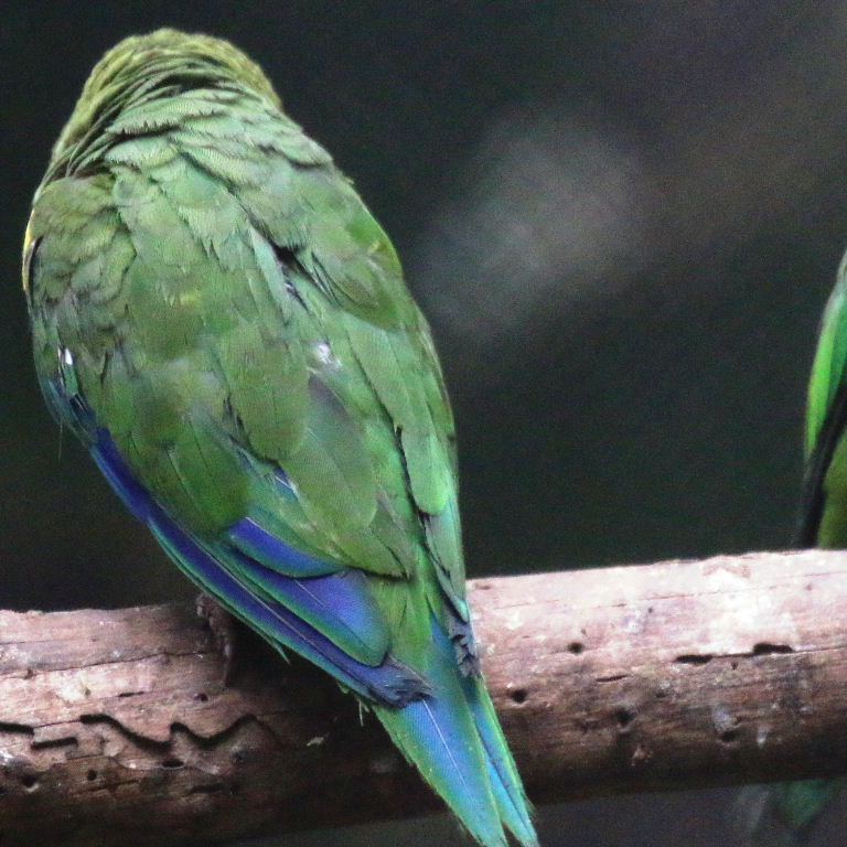 Gustav's Cobalt-winged Parakeet