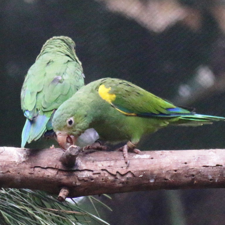 Gustav's Cobalt-winged Parakeet