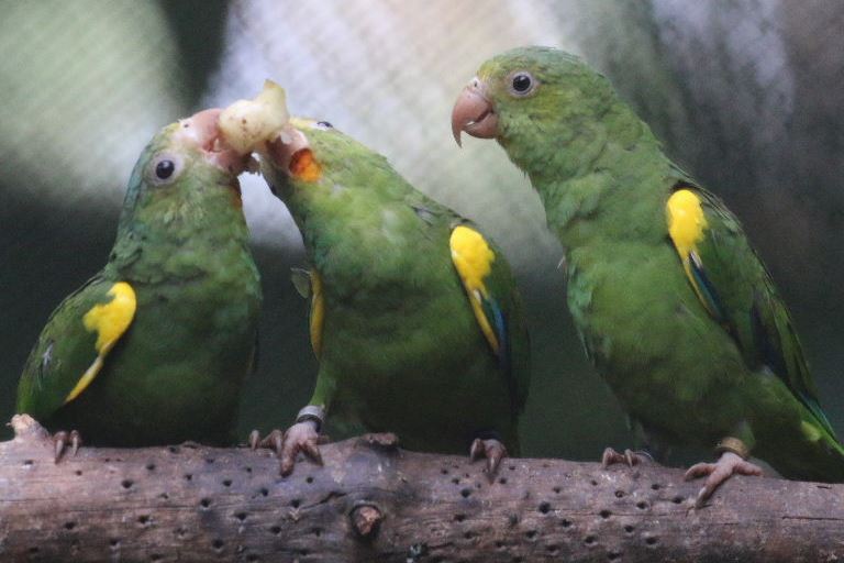 Gustav's Cobalt-winged Parakeet