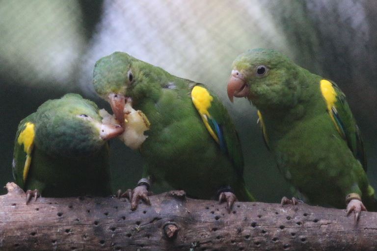 Gustav's Cobalt-winged Parakeet