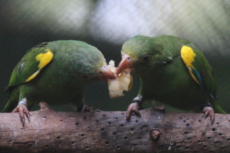 Gustav's Cobalt-winged Parakeet