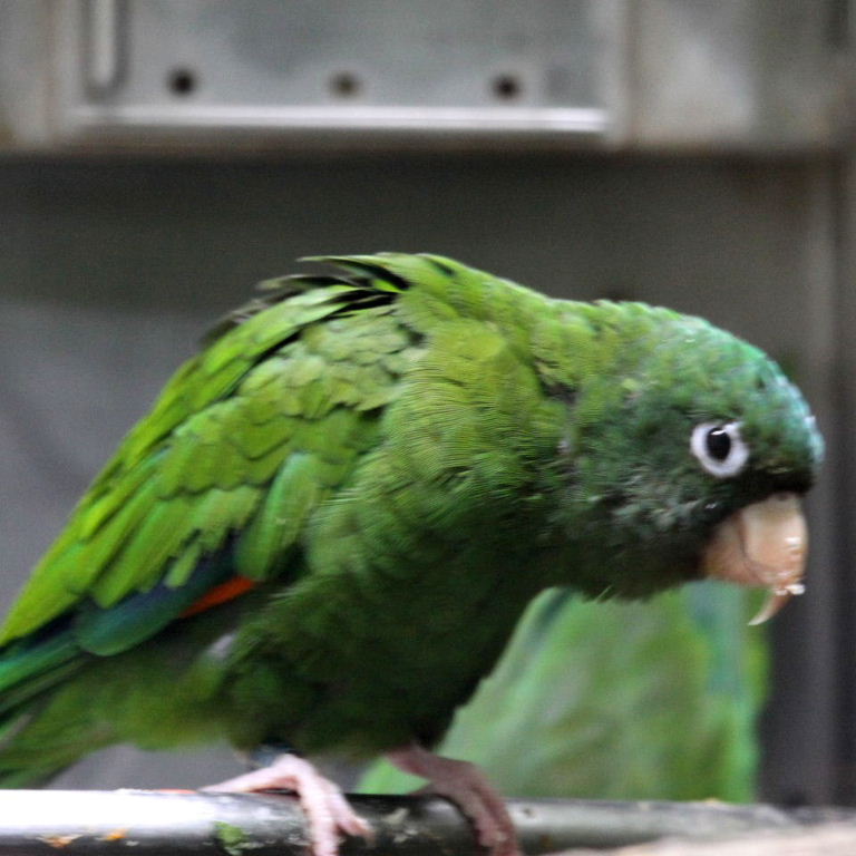 Golden-winged Parakeet