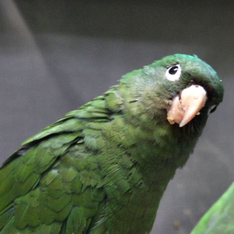 Golden-winged Parakeet
