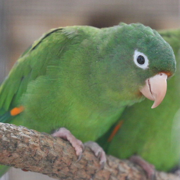 Golden-winged Parakeet/
