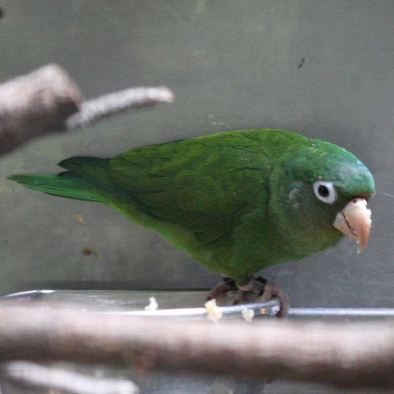 Tuipara Parakeet