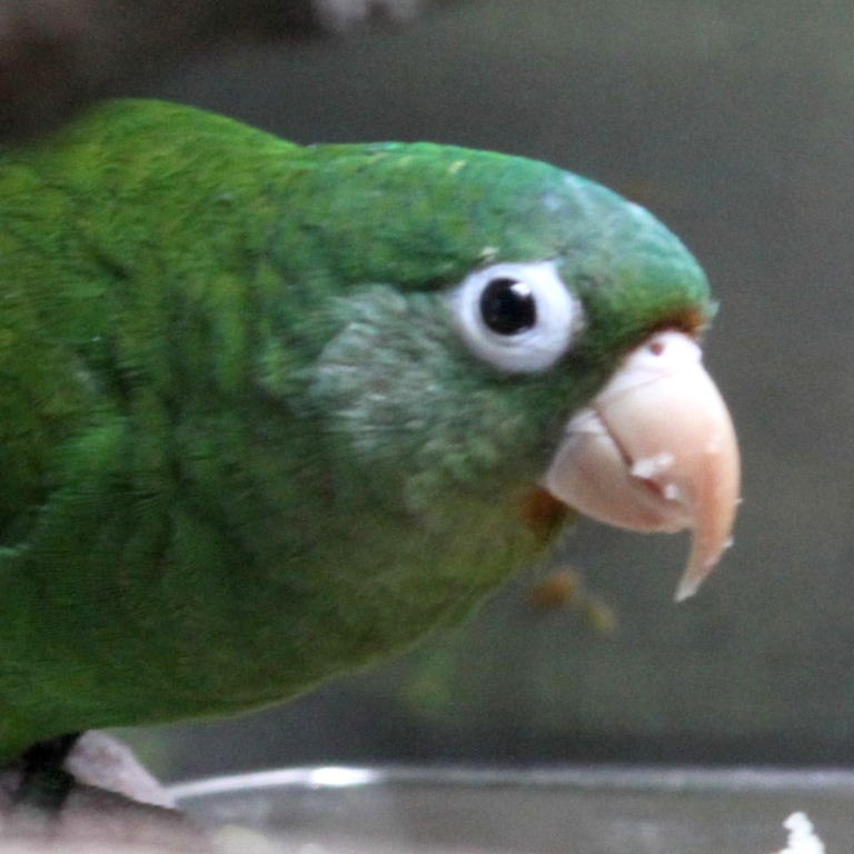 Tuipara Parakeet