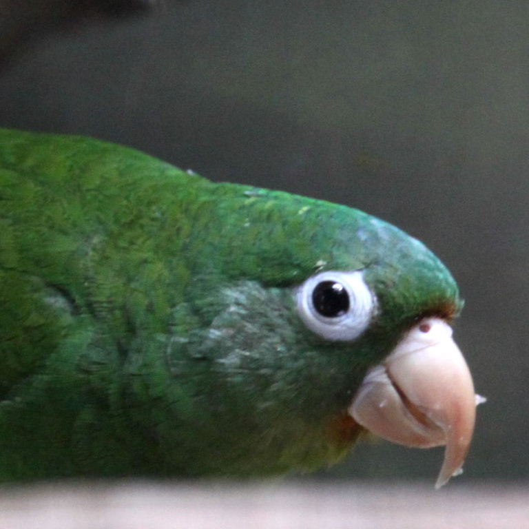 Tuipara Parakeet