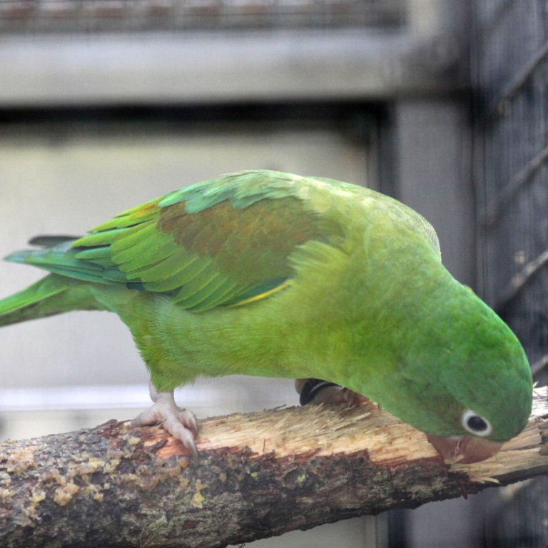 Orange-chinned Parakeet
