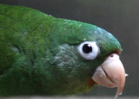 Tuipara parakeet
