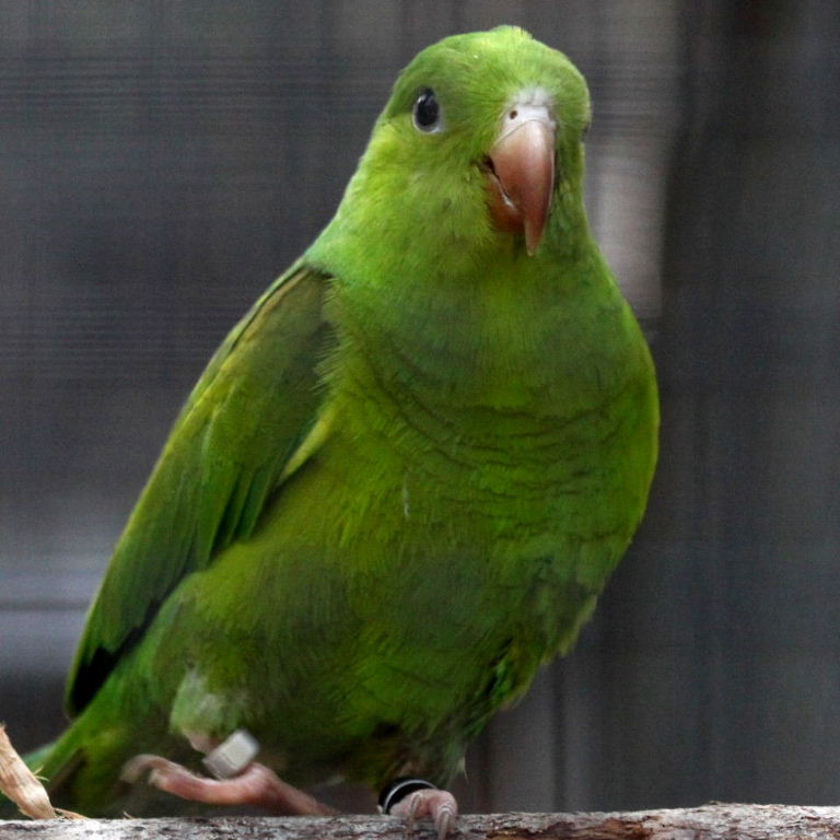 Plain Parakeet