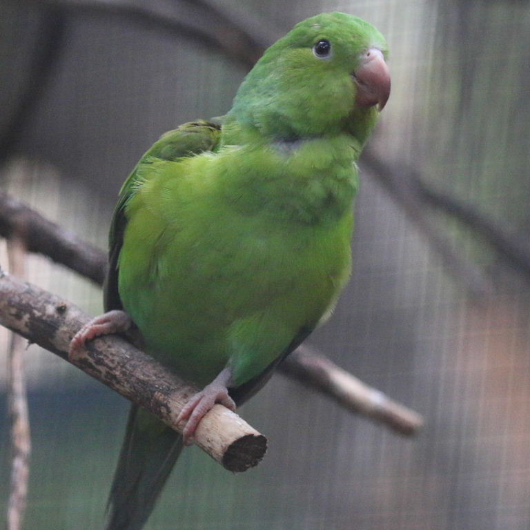Plain Parakeet
