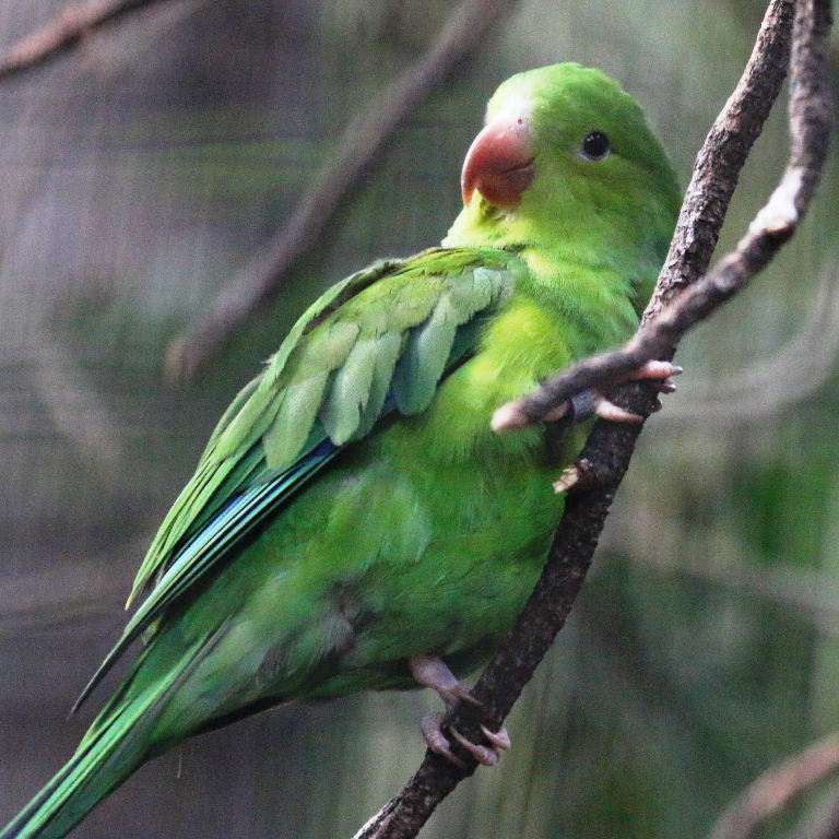 Plain Parakeet