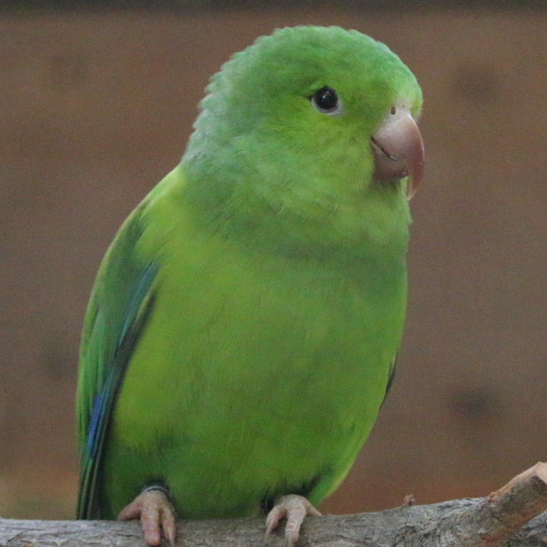 Plain Parakeet