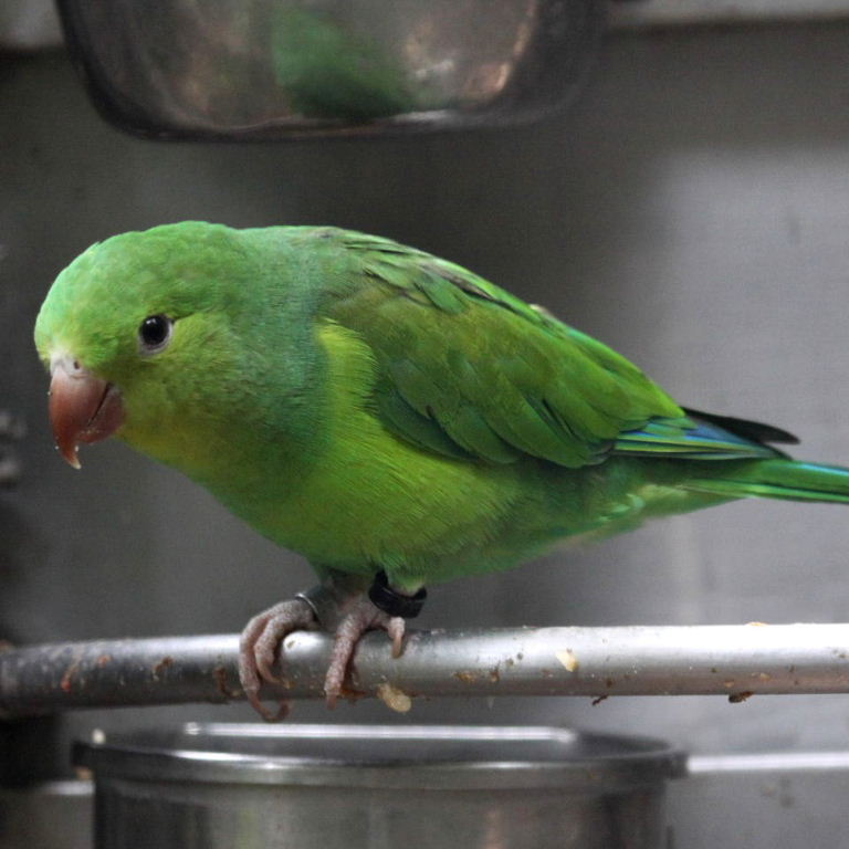 Plain Parakeet