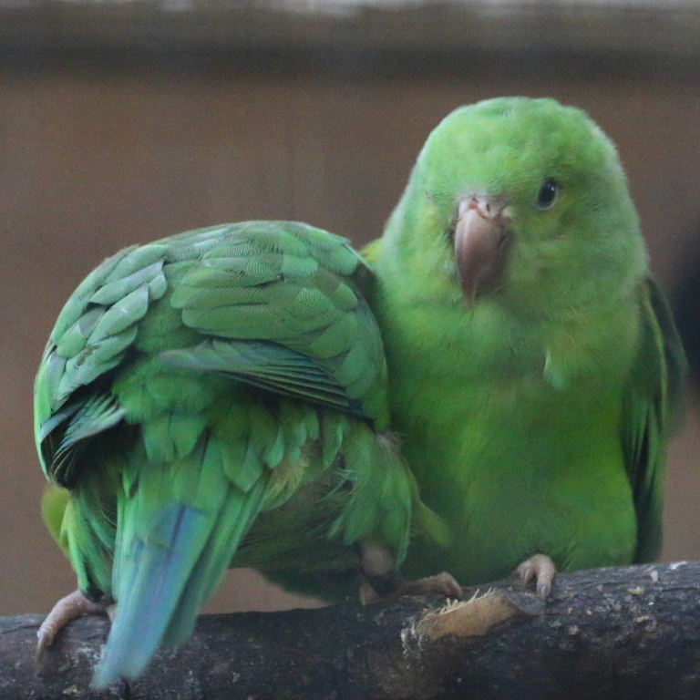 Plain Parakeet