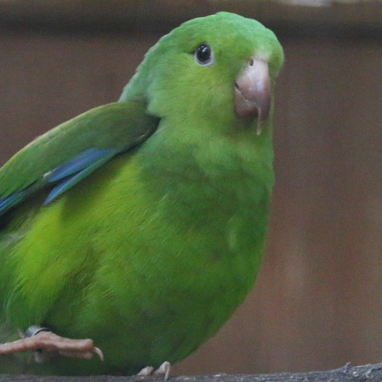 Plain Parakeet
