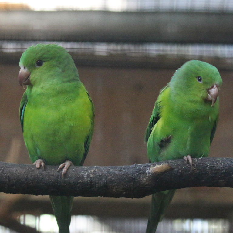Plain Parakeet