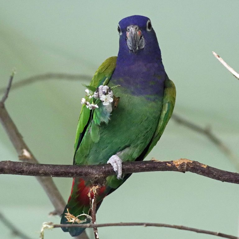 Blue-headed Pionus Parrot