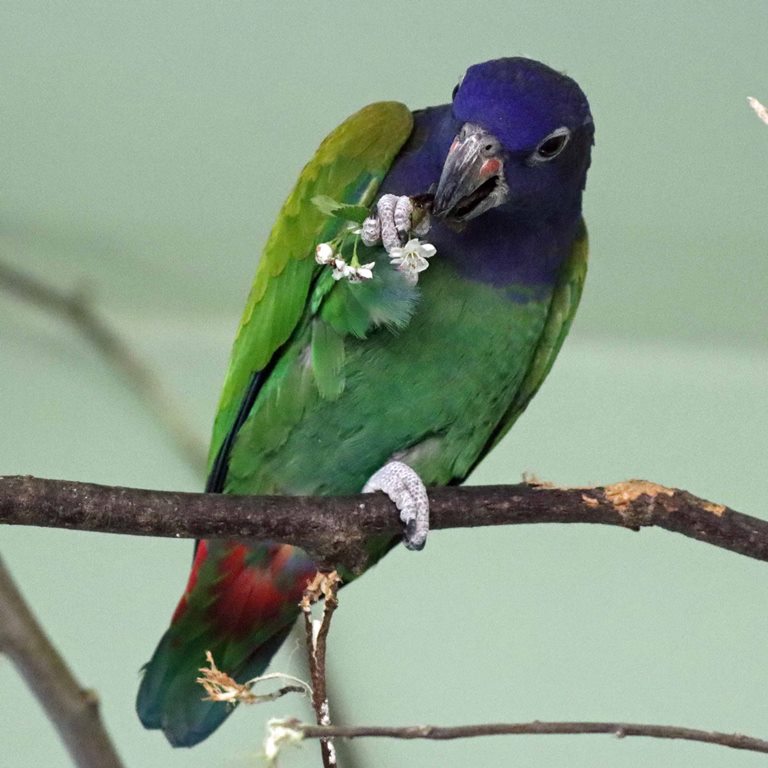 Blue-headed Pionus Parrot