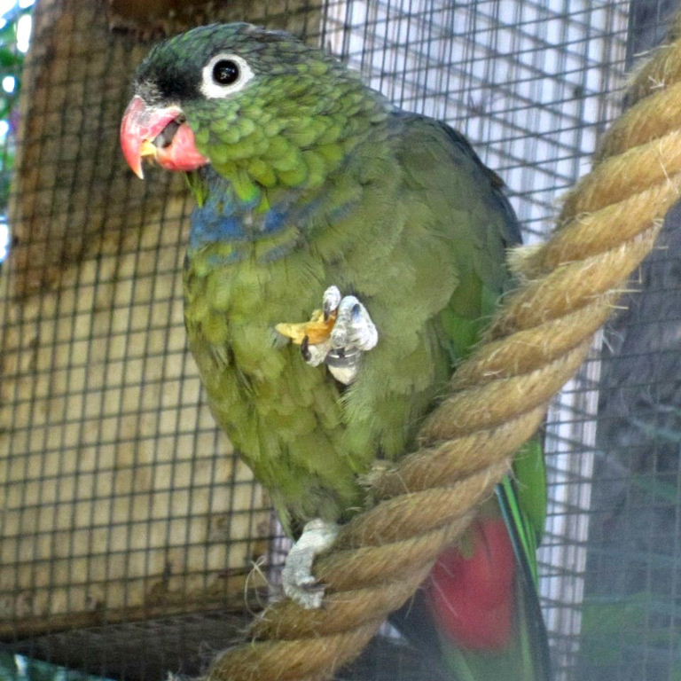 Coral-billed Pionus Parrot